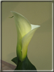 foto Fiori